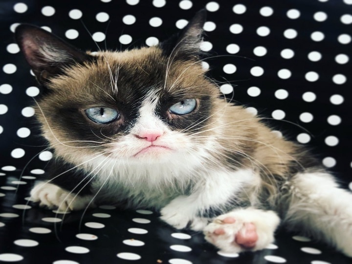 Grumpy Cat Dies at Seven After Becoming Internet Sensation - Bloomberg
