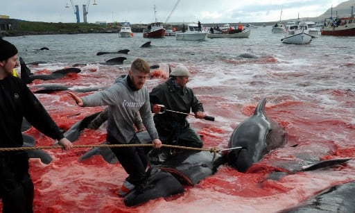 As local fishermen spot pods of pilot whales passing the shores of the Danish territory of Faroe Islands during their migration, a convoy of boats drive the whales towards authorized fjords to harvest the catch. Pilot whaling is subject to Faroese legislation, which sets the framework for the catching, killing methods and permitted equipment. (Photo by Andrija ILIC / AFP)