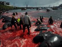IN PICS: Hundreds of whales slaughtered in Denmark in annual ritual; photos spark social media outrage