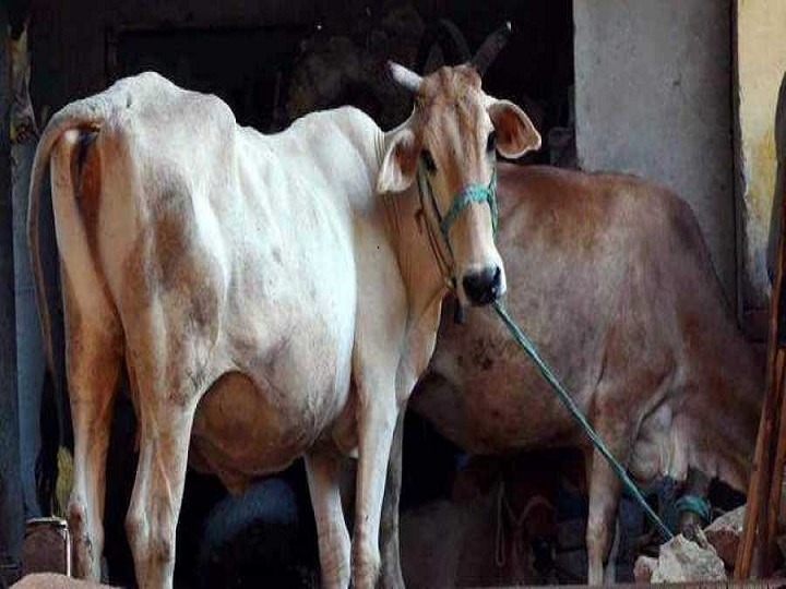 Madhya Pradesh Government Decides to set up ‘Cow Cabinet’ For Cow Protection After Love Jihad, MP Govt Gears Up For Cow Protection With Special ‘Cow Cabinet’; Know More About It