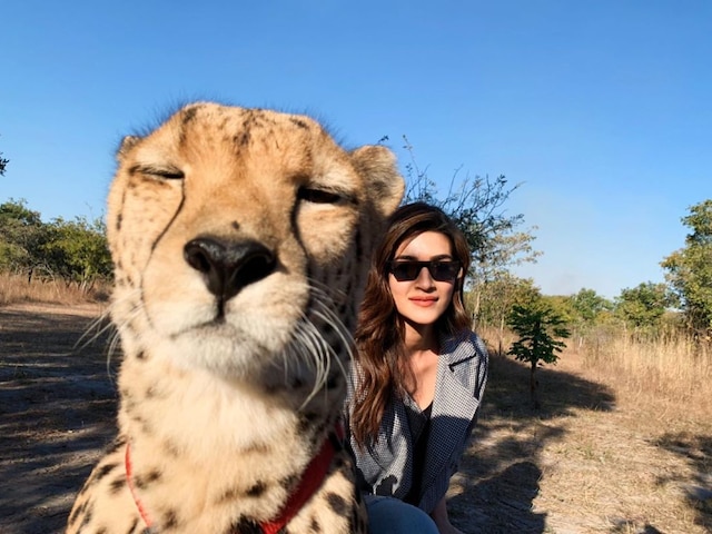 #Selfietime: Kriti Sanon Poses With Cheetah In Zambia, Gets TROLLED Kriti Sanon Poses With Cheetah In Zambia, Gets TROLLED For her Selfie
