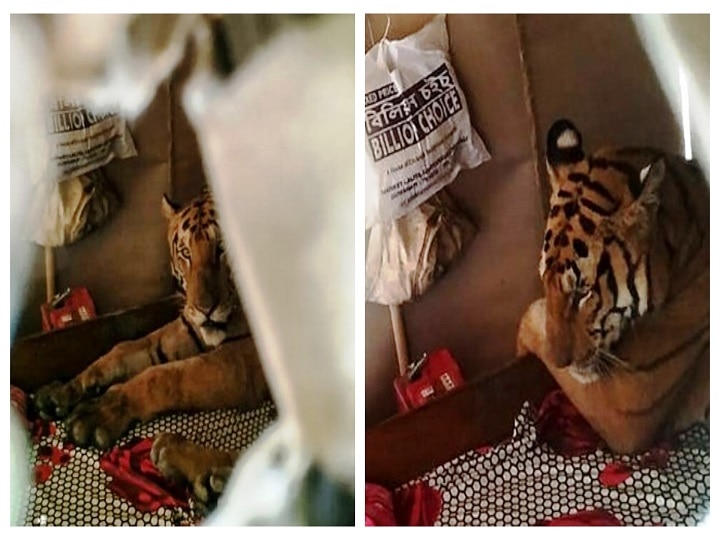 Assam's Flood Fury Forces Kaziranga Tiger To Take Shelter In Shop Assam's Flood Fury Forces Kaziranga Tiger To Take Shelter In Shop