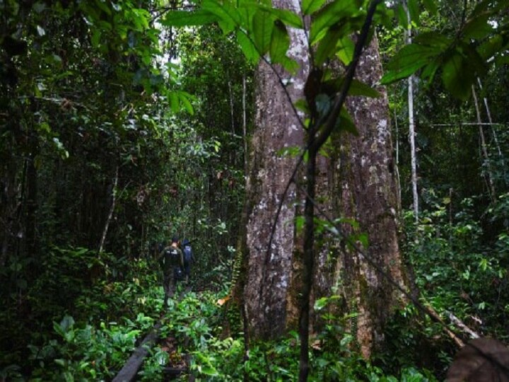 Believe It Or Not, Indonesian Man Walks 800km Backwards To Save Forest Believe It Or Not, Indonesian Man Walks 800km Backwards To Save Forest