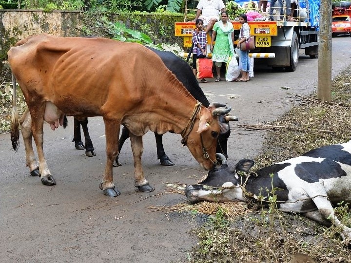 Seven Cows Suffocate To Death In Jhansi Building Seven Cows Suffocate To Death In Jhansi Building