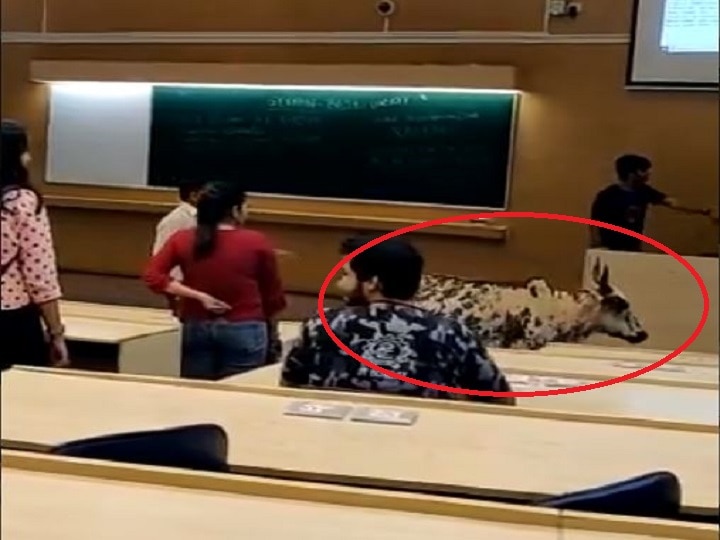 Stray Cow Enters IIT Bombay Classroom; Twitter In Splits! Stray Cow Enters IIT Bombay Classroom; Twitter In Splits!