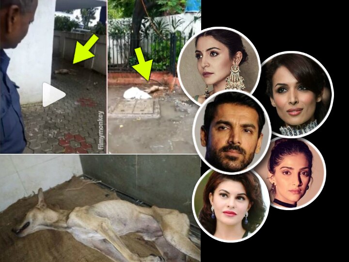 John Abraham, Anushka Sharma, Jacqueline Fernandez, Sonam kapoor & other celebs raise voice after attack on stray dog John Abraham, Anushka, Sonam, Jacqueline & Other B'wood Celebs Raise Voice After Attack On Stray Dog