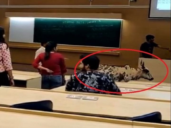 Cow strolls in IIT-Bombay classroom; panel set up to probe Panel Set Up For Probe After Video Of Stray Cow In IIT-Bombay Classroom Goes Viral