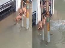 Gujarat: Floods Bring Crocodiles To Vadodara Streets, Seven Rescued