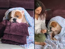 Ram Kapoor\'s Sick Dog Wrapped In A Sheet While Wife Gautami Feeding Him, Is Cuteness Overload!