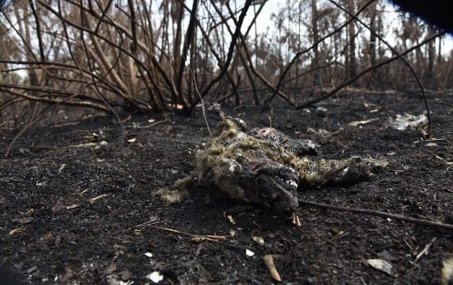 Remains of a fox lay on the ground at an area afected by forest fires in Otuquis National Park, in the Pantanal ecoregion of Bolivia, southeast of the Amazon basin, on August 27, 2019. - Like his far right rival President Jair Bolsonaro in neigboring Brazil, Bolivia's leftist leader Evo Morales is facing mounting fury from environmental groups over voracious wildfires in his own country. While the Amazon blazes have attracted worldwide attention, the blazes in Bolivia have raged largely unchecked over the past month, devastating more than 9,500 square kilometers (3,600 square miles) of forest and grassland. (Photo by Aizar RALDES / AFP)
