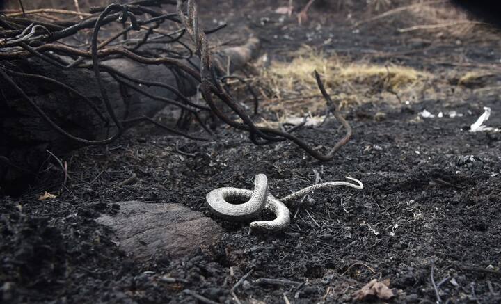 A dead snake lays on the ground at an area afected by forest fires in Otuquis National Park, in the Pantanal ecoregion of Bolivia, southeast of the Amazon basin, on August 27, 2019. - Like his far right rival President Jair Bolsonaro in neigboring Brazil, Bolivia's leftist leader Evo Morales is facing mounting fury from environmental groups over voracious wildfires in his own country. While the Amazon blazes have attracted worldwide attention, the blazes in Bolivia have raged largely unchecked over the past month, devastating more than 9,500 square kilometers (3,600 square miles) of forest and grassland. (Photo by Aizar RALDES / AFP)
