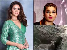 Bollywood Celebs Protest Against Brutal Nilgai Killing In Bihar