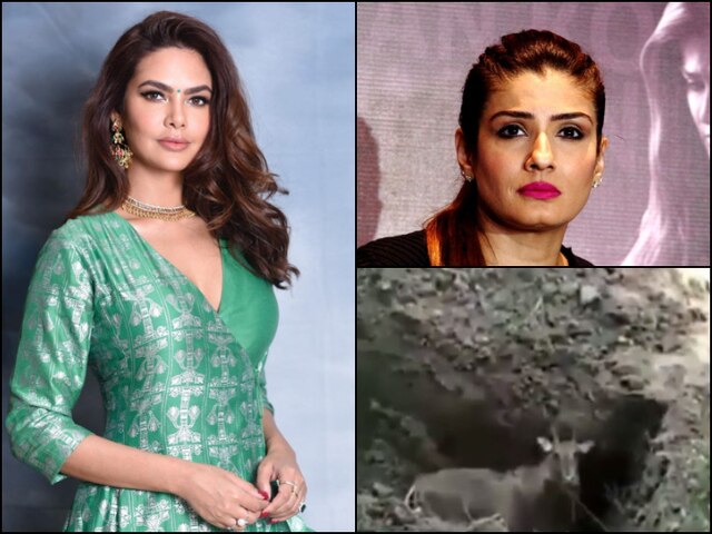 Bollywood Celebs Protest Against Brutal Nilgai Killing In Bihar Bollywood Celebs Protest Against Brutal Nilgai Killing In Bihar