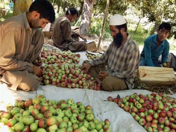 Fruit Growers Under LeT, JeM's Radar To Stop Jammu And Kashmir Trade Fruit Growers Under LeT, JeM's Radar To Stop Jammu And Kashmir Trade