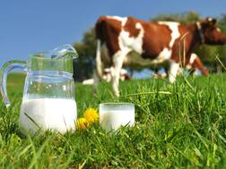 Dairy Milk Intake May Up Breast Cancer Risk