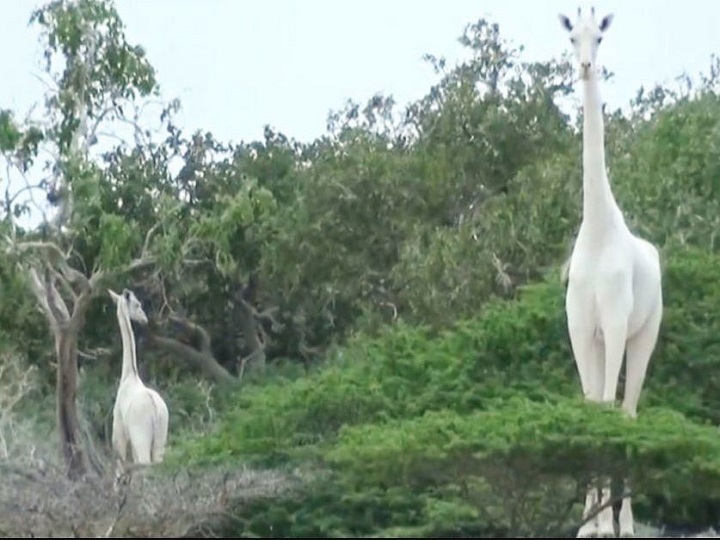 Netizens Rage Over Killing Of Rare White Giraffes