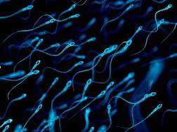 Anxious About COVID-19? Stress Can Hamper Sperm Quality