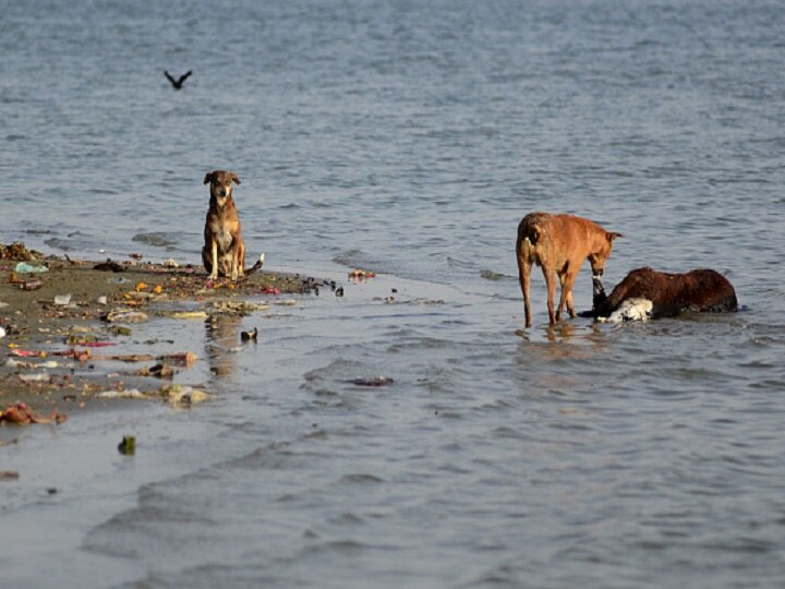 Cornavirus Lockdown: River Ganga Pollution Reduced Covid-19 Outbreak Pollution Level Of River Ganga Improves As Coronavirus Lockdown Reduces Dumping Of Industrial Waste