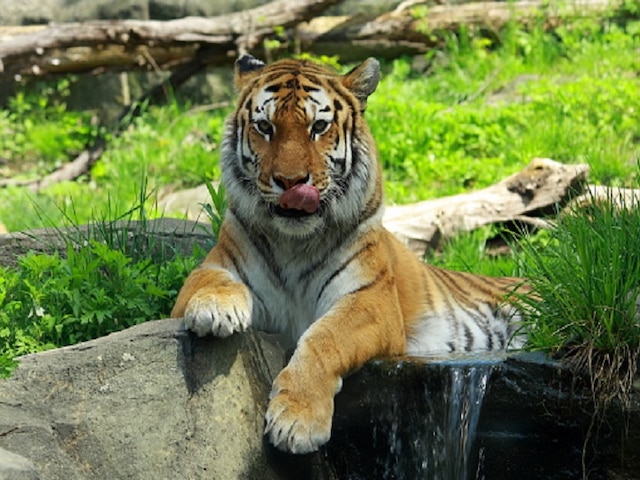 Tiger at NYC zoo tests positive for coronavirus - CGTN
