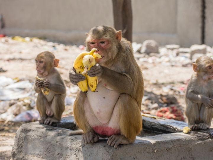 Monkey Day 2020: Why Is Monkey Day Celebrated? Know More About The Significance Monkey Day 2020: Why Is Monkey Day Celebrated? Know More About The Significance