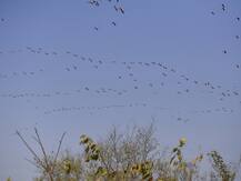 12-Year-Old Girl Dies After Walking 150 Kms To Reach Home In Chhattisgarh