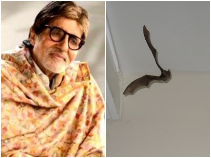 Amid Covid 19 Crisis Amitabh Bachchan Triggers Row As He Shares 'Breaking News' Of Bat Landing In His Room At Jalsa! Amid Covid 19 Crisis Amitabh Bachchan Triggers Row As He Shares 'Breaking News' Of Bat Landing In His Room At Jalsa!