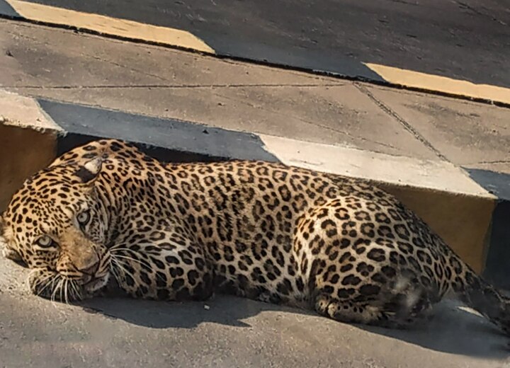 Wear Helmets Play Loud Music Take Dog Along To Save From Leopard Attack UP Forest Official Advisory 'Wear Helmets, Play Loud Music & Take Dog Along' To Save From Leopard Attack: UP Forest Official's Advisory