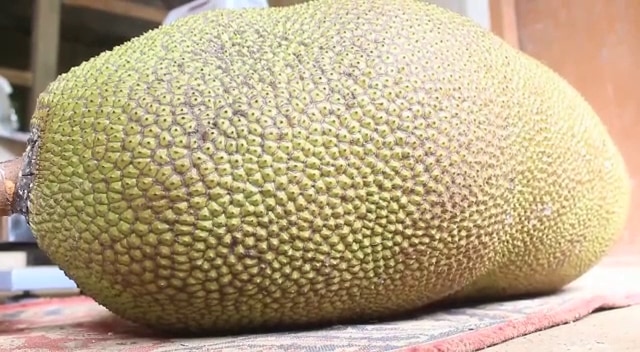 Kollam Farmer Hopeful Of Winning The Guinness World Record For Heaviest & Longest Jackfruit