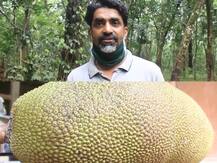 Kollam Farmer Hopeful Of Winning The Guinness World Record For Heaviest & Longest Jackfruit