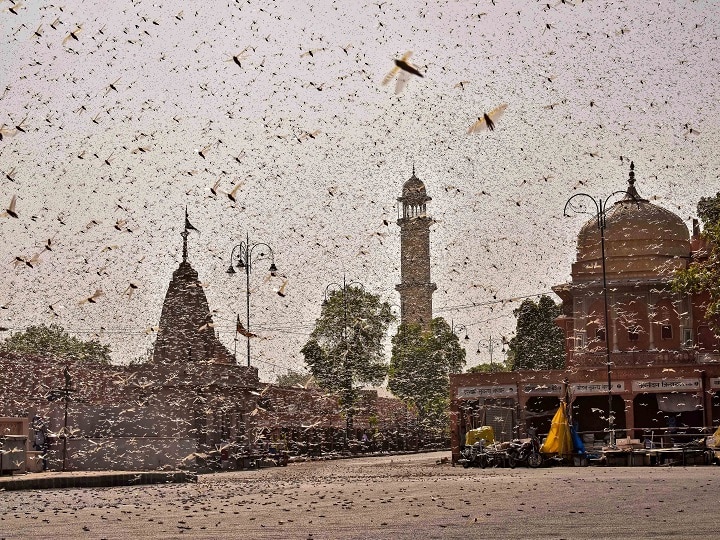 Drones And Utensils Among Methods To Combat Locusts Swarms In North India Drones To Utensils, Every Strategy Being Used By Farmers, Authorities To Defend Against Locust Swarms