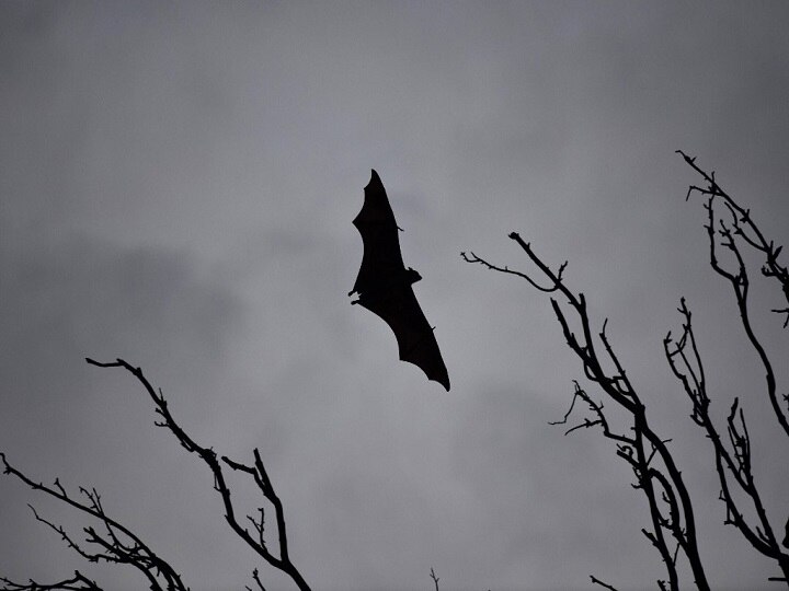 Death of 52 bats in one hour raises alarm In UP village Death Of 52 Bats In One Hour Spooks UP Village, Residents Link It To Coronavirus Outbreak