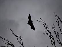 Death Of 52 Bats In One Hour Spooks UP Village, Residents Link It To Coronavirus Outbreak