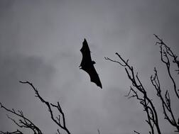 Death Of 52 Bats In One Hour Spooks UP Village, Residents Link It To Coronavirus Outbreak