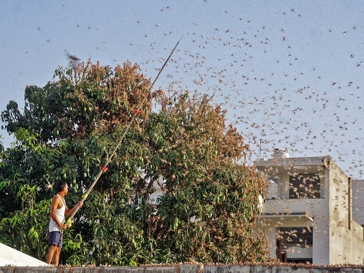 Locust Attack: Why Pakistan Turns Out To Be Breeding Ground Of Tiny Crop Eating Insect | EXPLAINED Locust Attack: Why Pakistan Turns Out To Be Breeding Ground Of Tiny Crop Eating Insect | EXPLAINED