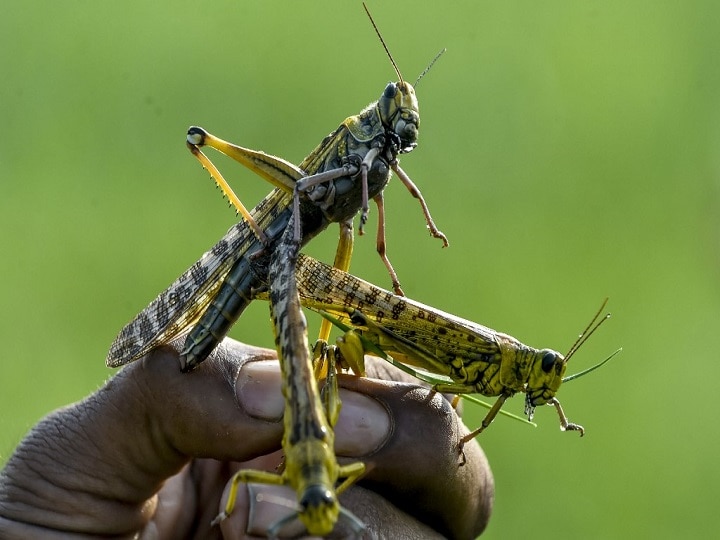 Locust Attack: Why Pakistan Turns Out To Be Breeding Ground Of Tiny Crop Eating Insect | EXPLAINED