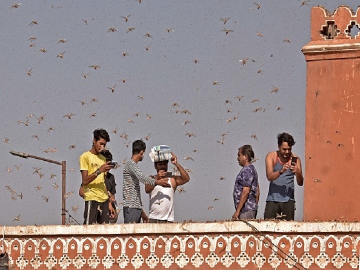 Have Locusts Reached Mumbai? Stressed Mumbaikars Flood Social Media With Messages Of Pets Attacking Homes Have Locusts Reached Mumbai? Stressed Mumbaikars Flood Social Media As Pests Invade Maharashtra