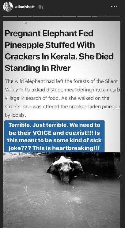 Pregnant Elephant Dies After Eating Pineapple Stuffed With Crackers In Kerala; Bollywood Celebs Express Anger!