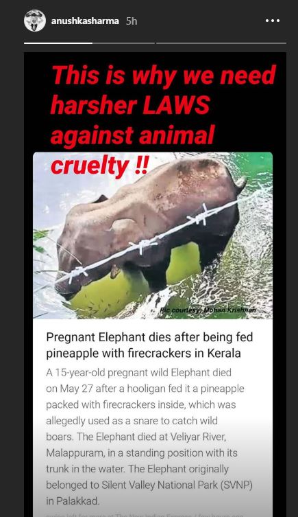 Pregnant Elephant Dies After Eating Pineapple Stuffed With Crackers In Kerala; Bollywood Celebs Express Anger!