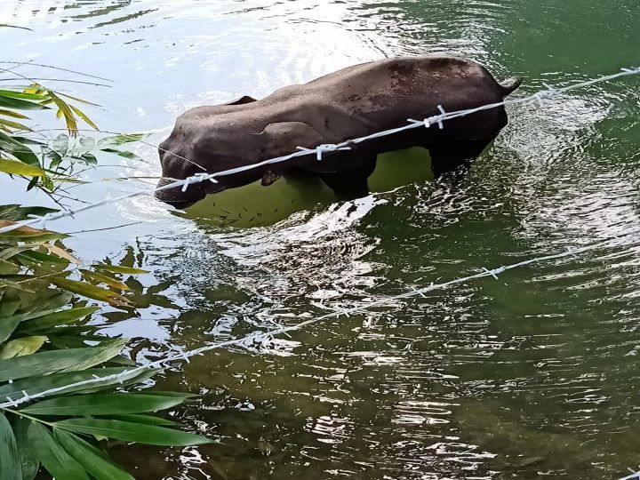 'Trusting Humans Was Her Only Fault', Manhunt Launched Against Perpetrators Of Killed Pregnant Elephant In Kerala
