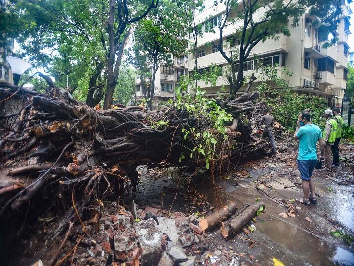 Workers clear an uprooted tree that fell on a road after rains and strong winds triggered by Cyclone Nisarga, in Mumbai, Wednesday, June 3, 2020. The cyclonic storm Nisarga made landfall on the Maharashtra coast near Alibaugh at around 1 pm. (PTI Photo)