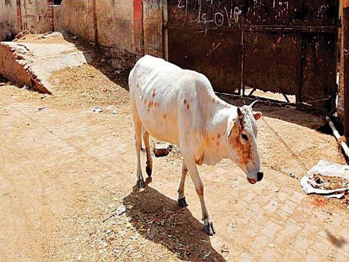 Another Act Of Animal Cruelty: Pregnant Cow's Jaw Blown Off By Explosive, Accused Arrested Another Act Of Animal Cruelty: Pregnant Cow's Jaw Blown Off By Explosive, Accused Arrested