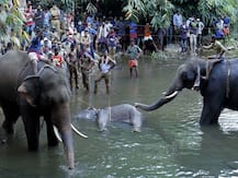 Kerala Elephant May Have Accidentally Consumed Cracker-Filled Fruit, Says Environment Ministry