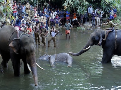 Kerala Elephant May Have Accidentally Consumed Cracker Filled