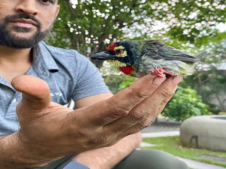 CSK Shares Pic Of Bird Saved By MS Dhoni, Ziva; Sakshi Narrates How Father-Daughter Saved Coppersmith 