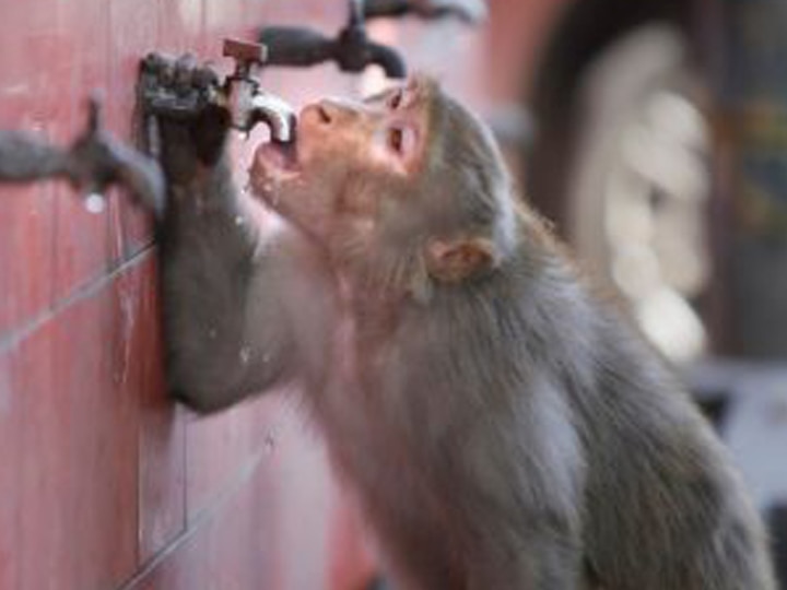 Alcoholic Monkey Now Sentenced To Life Imprisonment In Kanpur Zoo Uttar Pradesh: Alcoholic Monkey Who Bit 250 People, Now Sentenced To Life Imprisonment In Kanpur Zoo