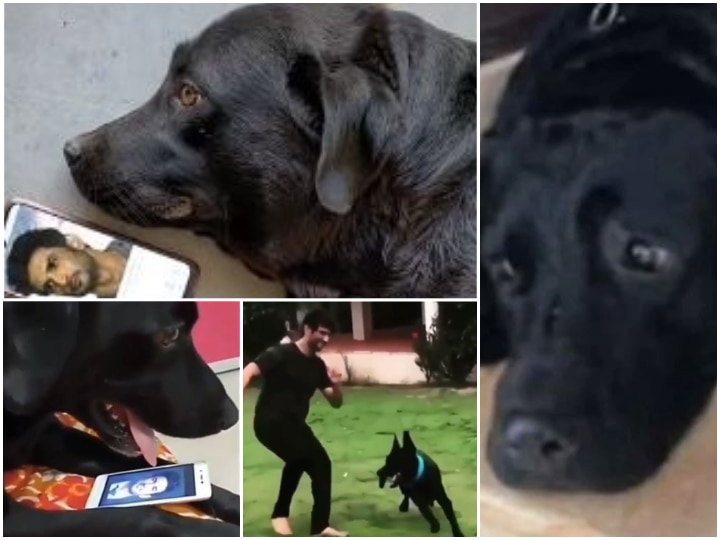 Heart-Wrenching PICS & VIDEOS Of Sushant Singh Rajput's Pet Dog Fudge Staring Late Actor On Phone Screen & Trying To Find Him In Home Will Leave You TEARY-EYED!