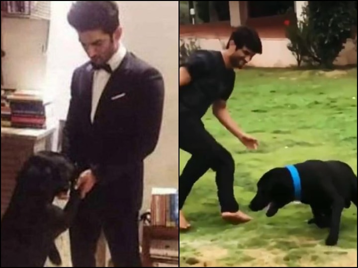 Throwback Video Of Sushant Singh Rajput With His Pet Dog Fudge Goes Viral Throwback Video Of Sushant Singh Rajput With His Pet Dog Fudge Goes Viral