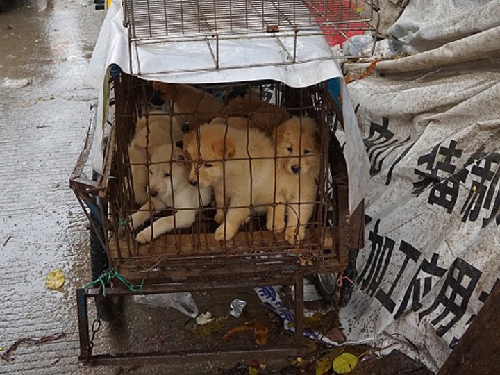  China Dog Meat Festival Yulin To Be Celebrated Despite Coronavirus, Know All About It China’s Yulin Dog Meat Festival 2020 Kicks Off Amid Coronavirus Pandemic; Know All About It