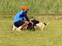 WATCH | 'Speed Work With Jack': Mohammed Shami Sprints Alongside Pet Dog
