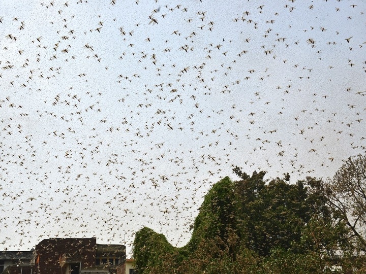 Delhi On High Alert After Swarm Of Locusts Reaches Gurugram; Check Areas That Are Likely To Be Affected Delhi On High Alert After Swarm Of Locusts Reaches Gurugram; Check Areas That Are Likely To Be Affected